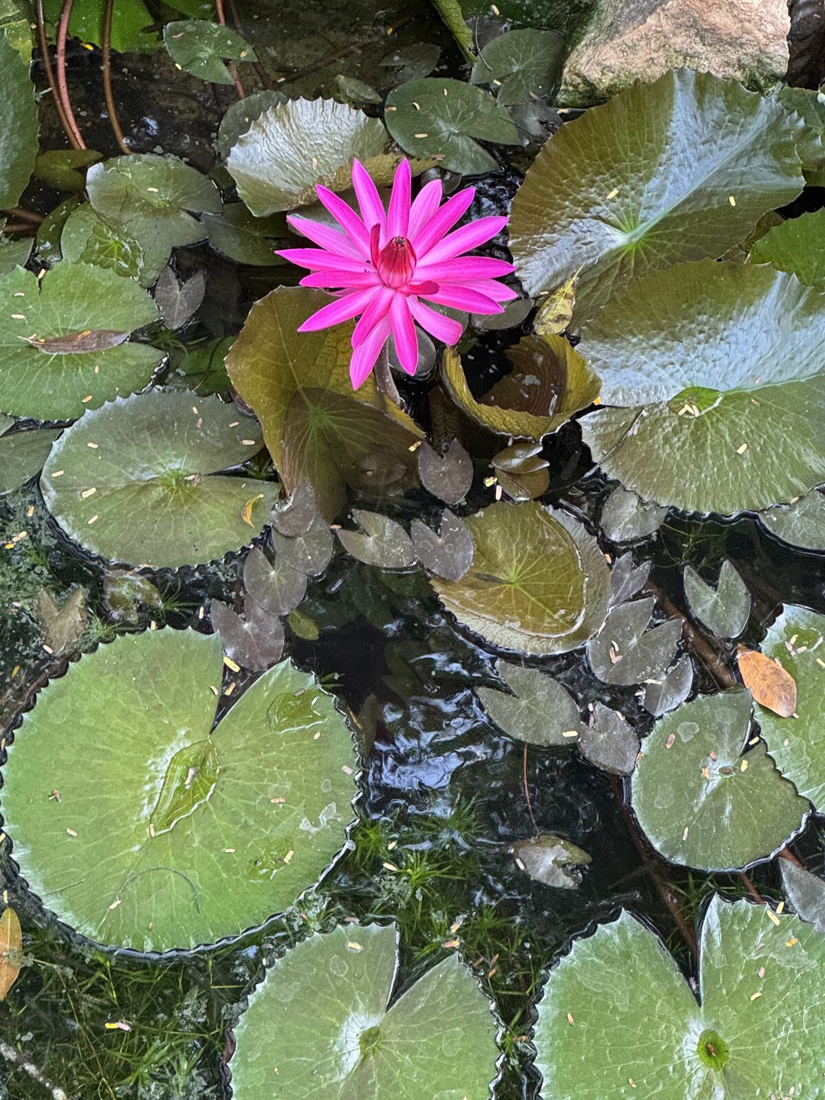 Water lily